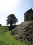 SX09379 Tree by moat Restormel Castle.jpg